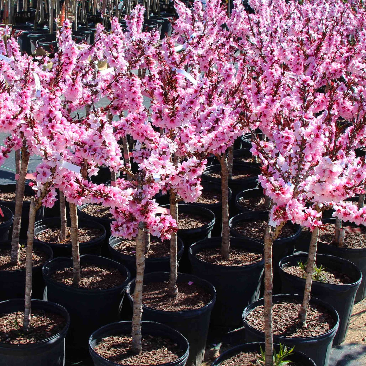 BONFIRE PEACH TREE DWARF 7gal
