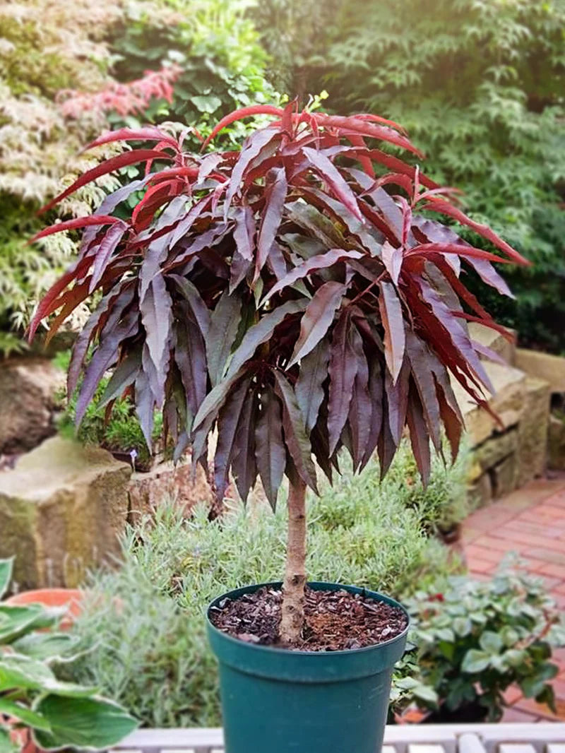 BONFIRE PEACH TREE DWARF 7gal