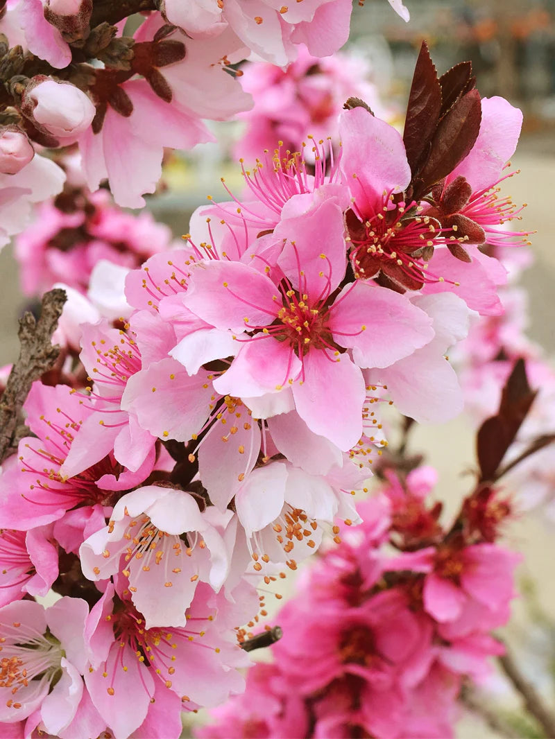 BONFIRE PEACH TREE DWARF 7gal