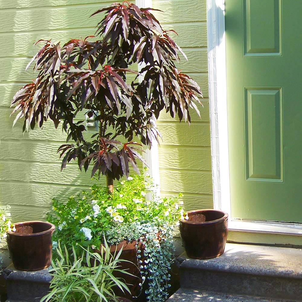 BONFIRE PEACH TREE DWARF 7gal