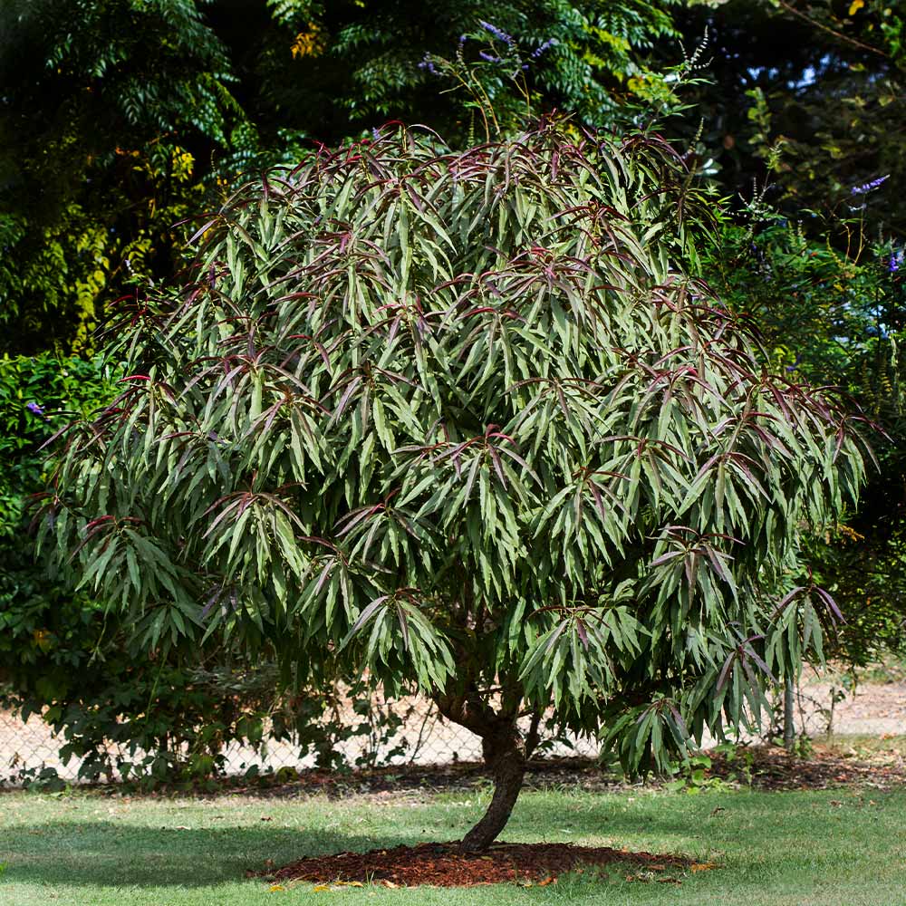 BONFIRE PEACH TREE DWARF 7gal