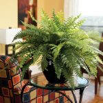 BOSTON BLUE BELL FERN 8in