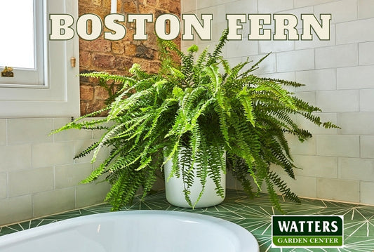BOSTON BLUE BELL FERN 6in