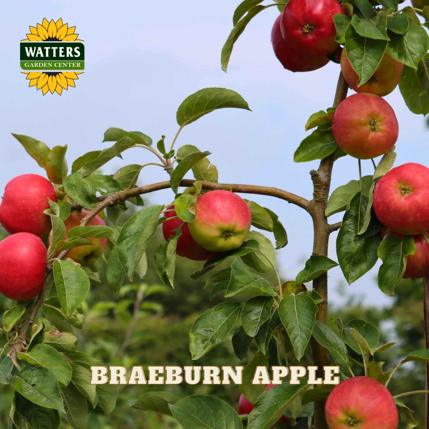 Braeburn apples on a tree with Watters Garden Center logo.