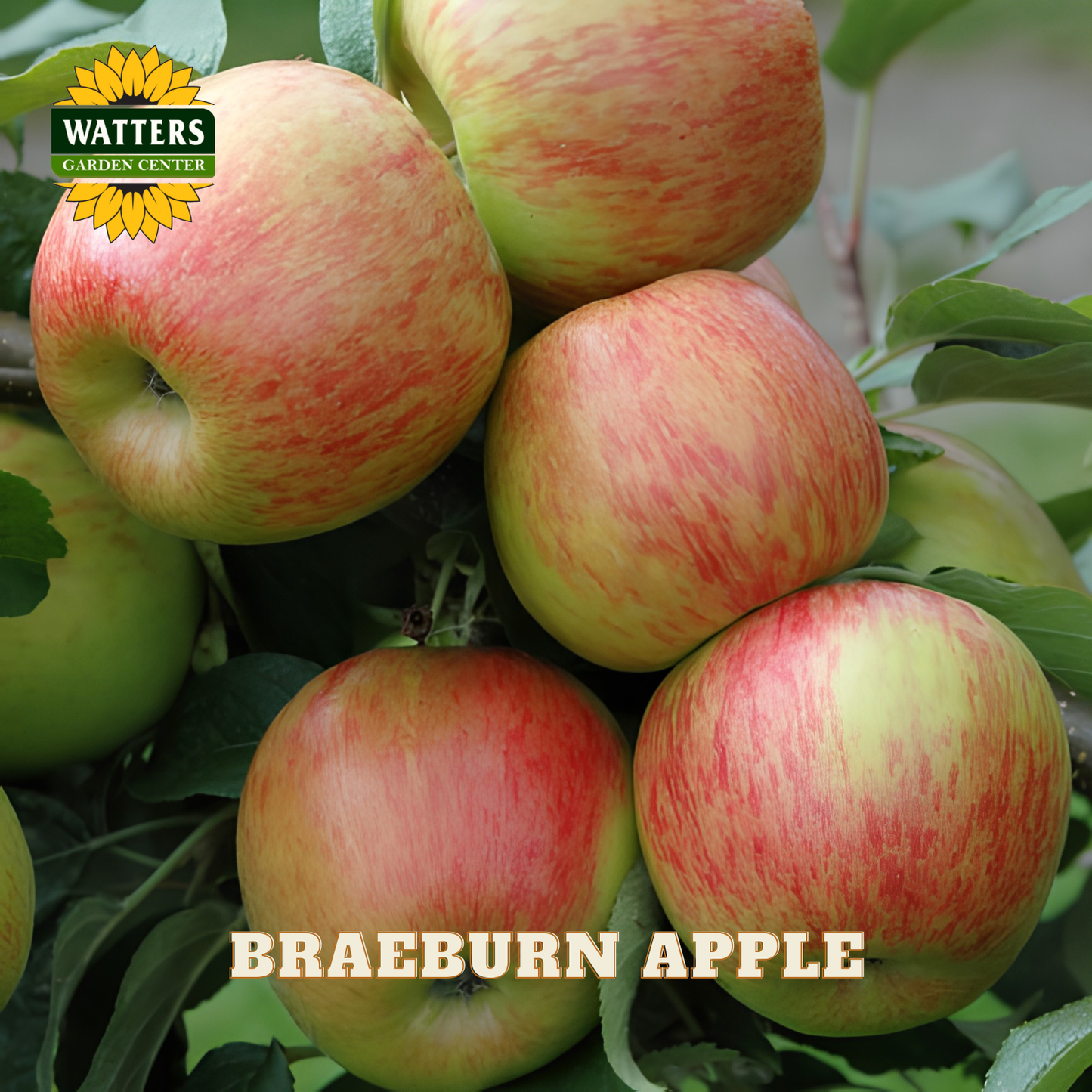Braeburn apples on a tree with Watters Garden Center logo.