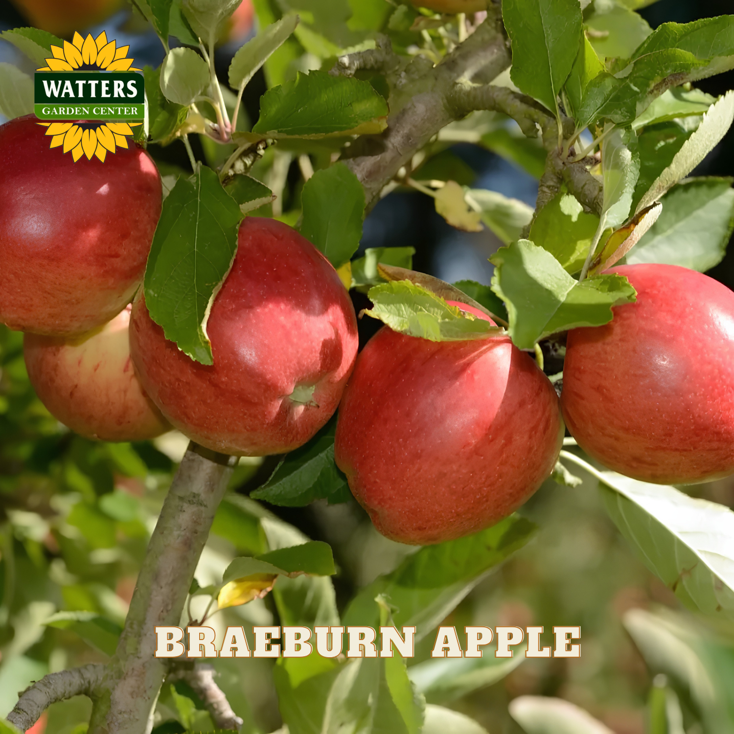 Red Braeburn apples on a tree branch with Watters Garden Center logo.