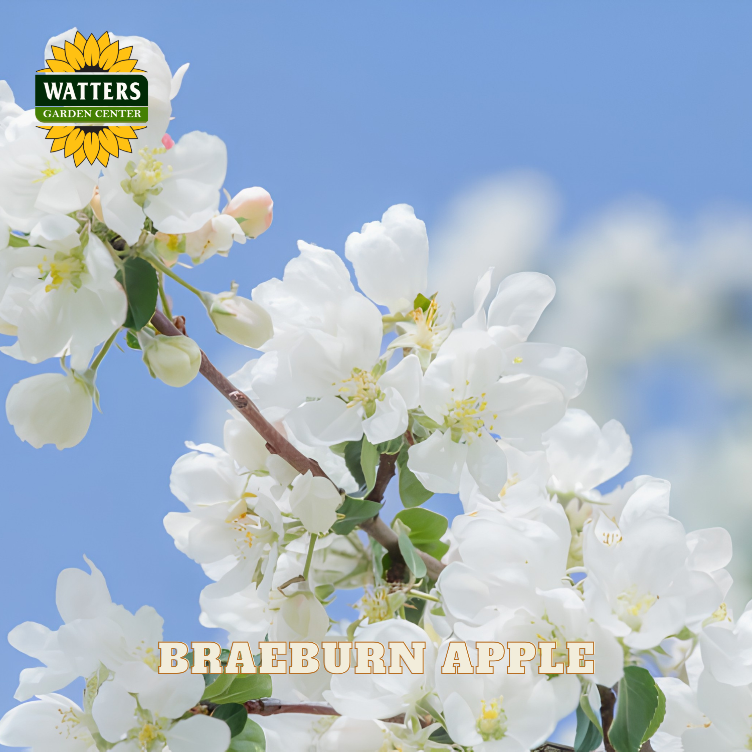 White apple blossoms with Watters Garden Center logo and 'Braeburn Apple' text against a blue sky.