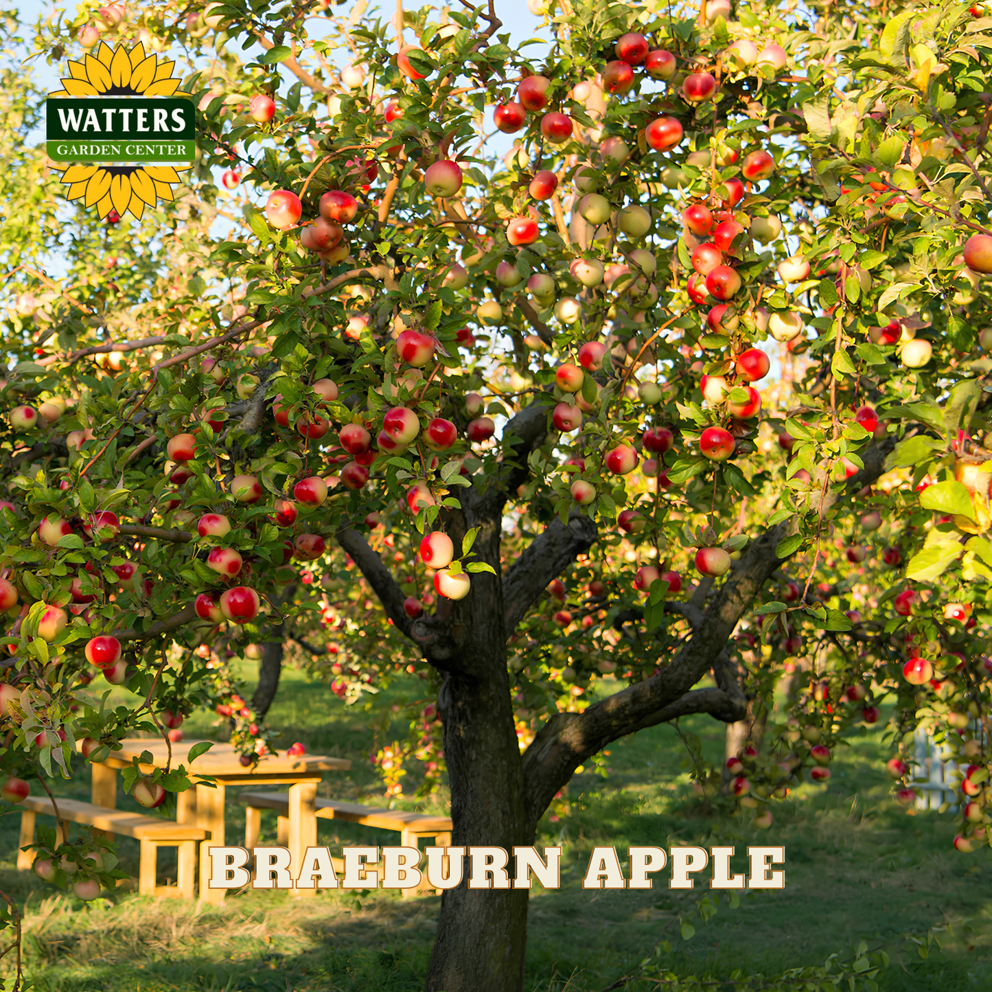 Apple tree with red apples in an orchard, featuring Watters Garden Center branding.