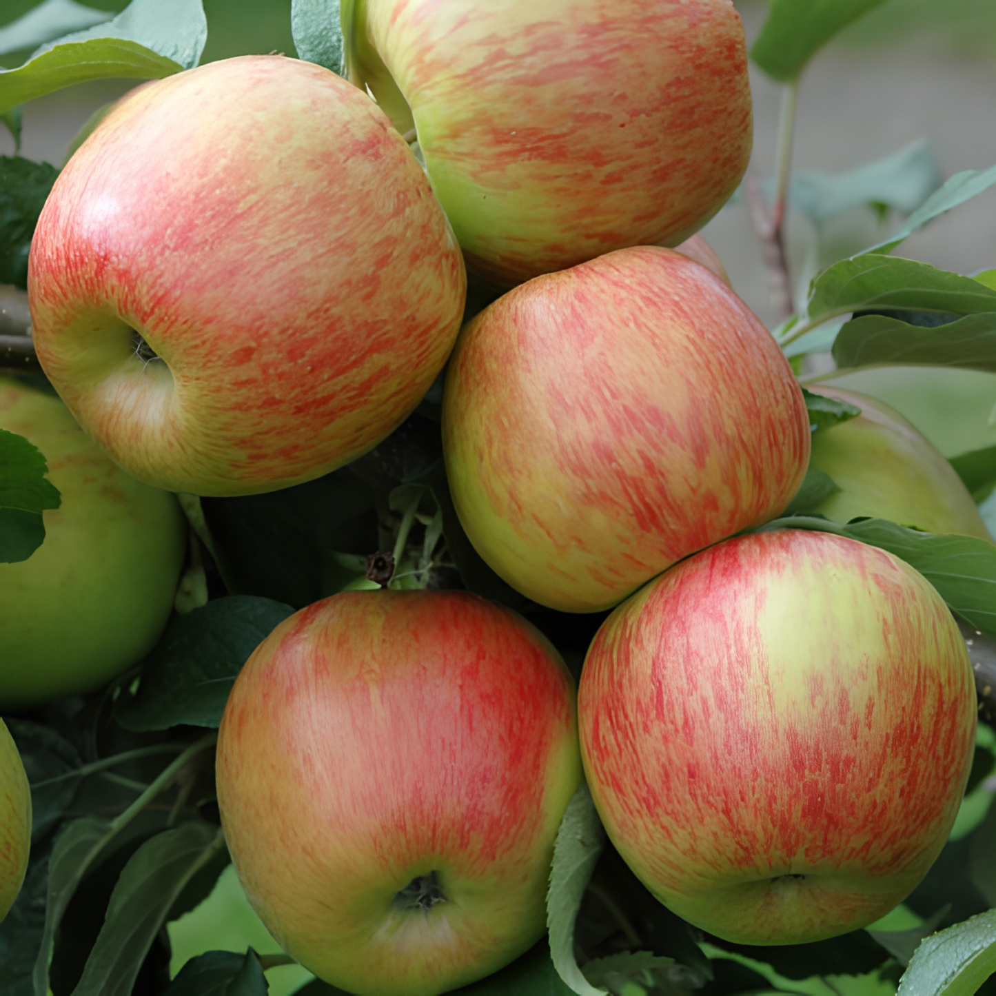 Close-up of red and green apples on a tree branch