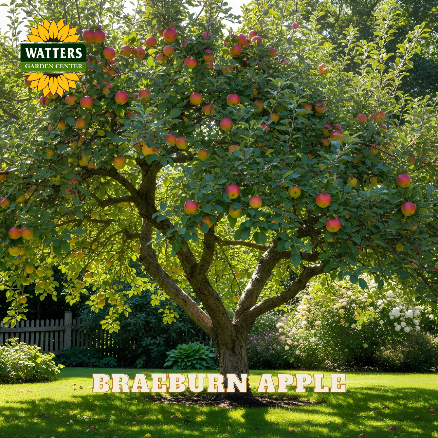 Apple tree with ripe apples in a garden setting, featuring Watters Garden Center branding.