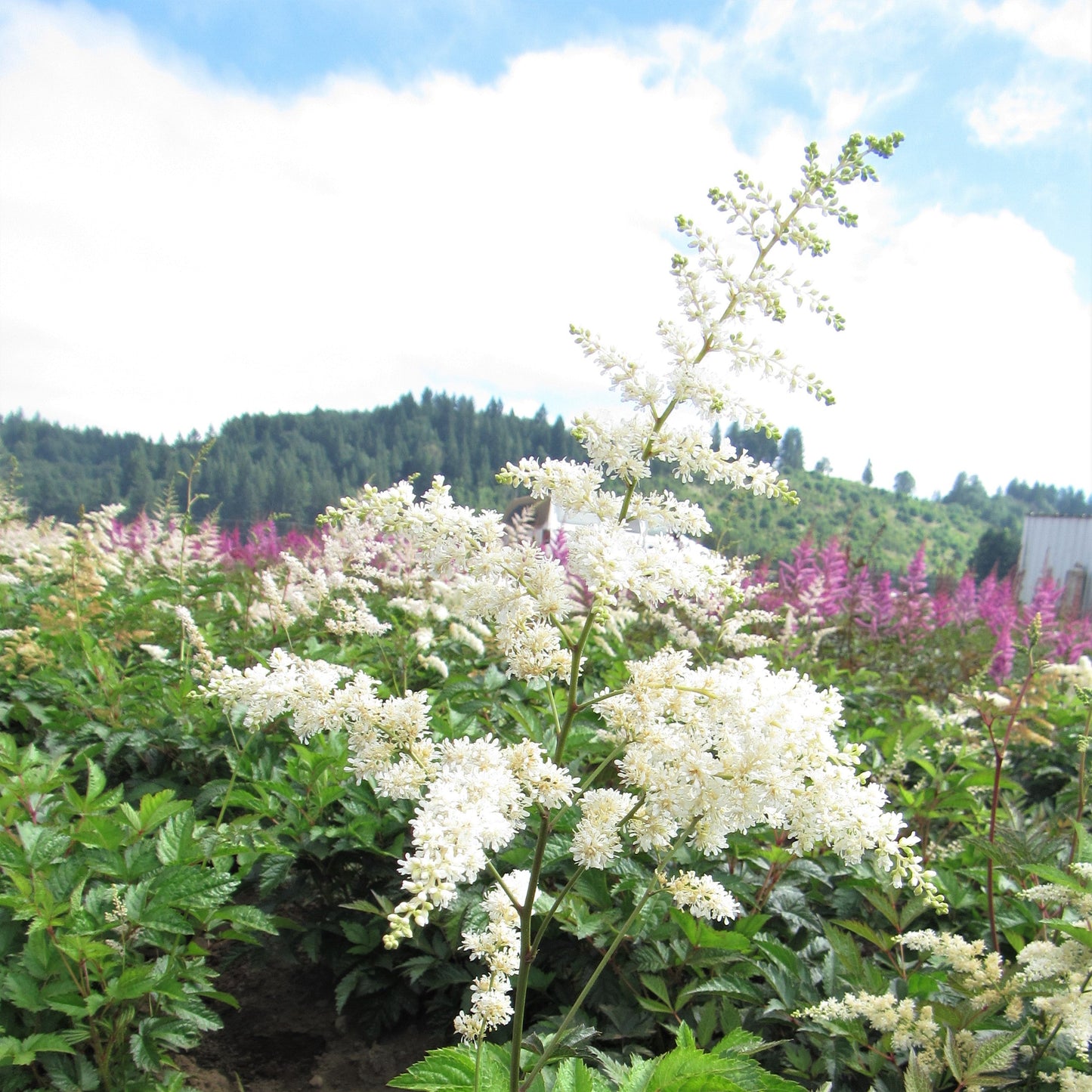 Astilbe - Cotton Candy Collection