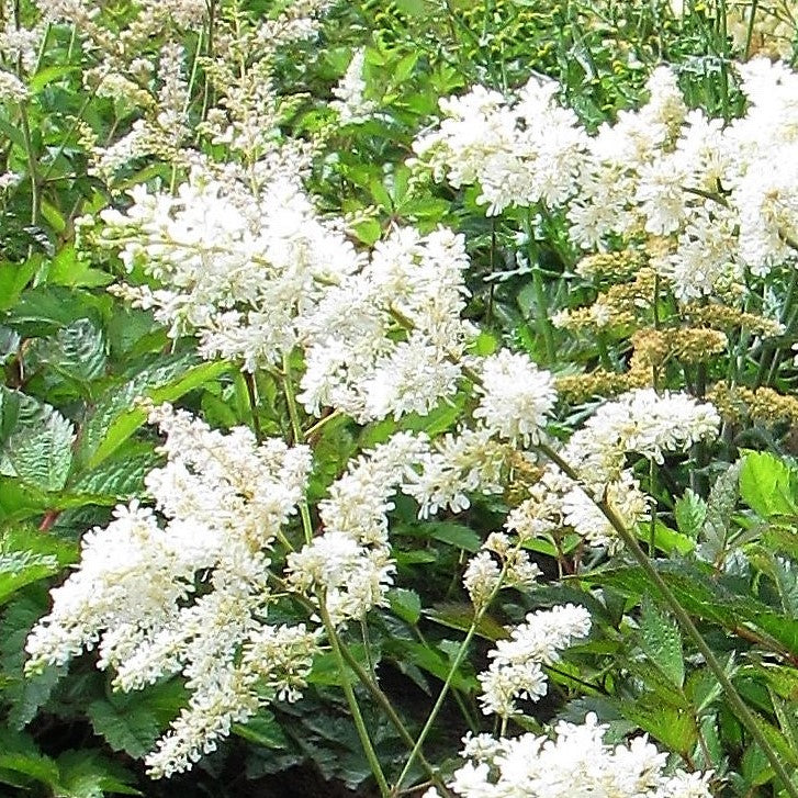 Astilbe - Cotton Candy Collection