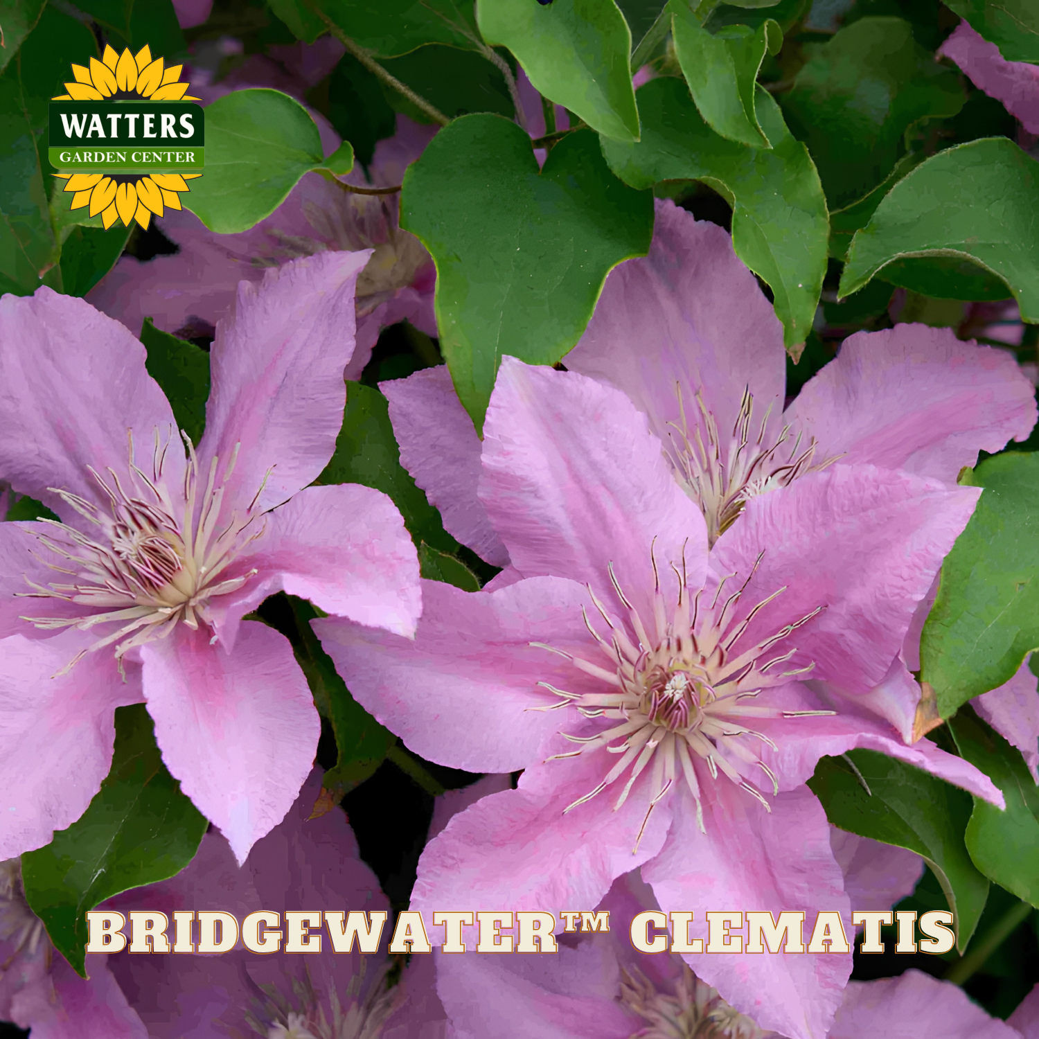 Pink clematis flowers with green leaves and Watters Garden Center branding.
