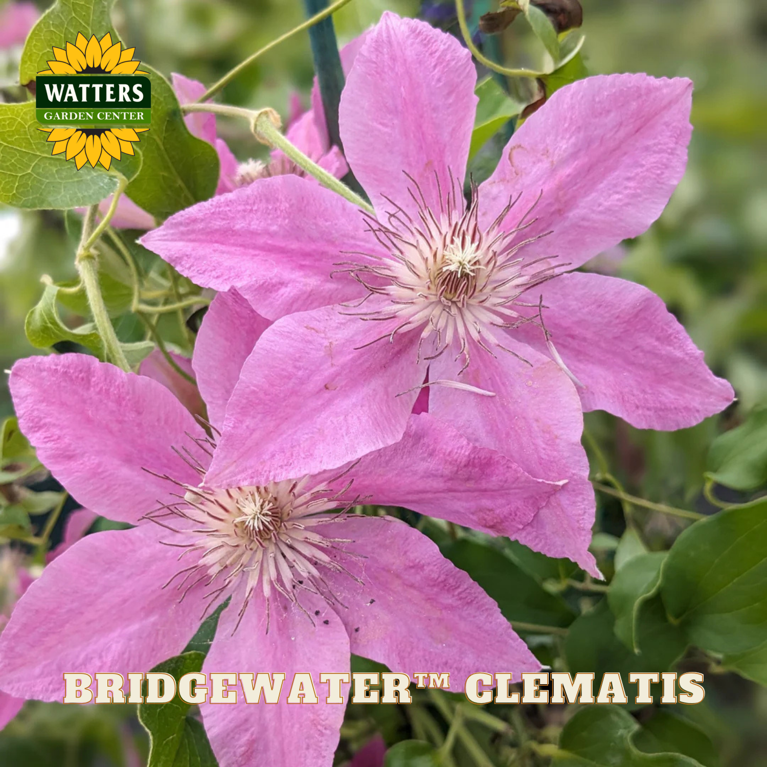 Close-up of pink clematis flowers with Watters Garden Center branding.