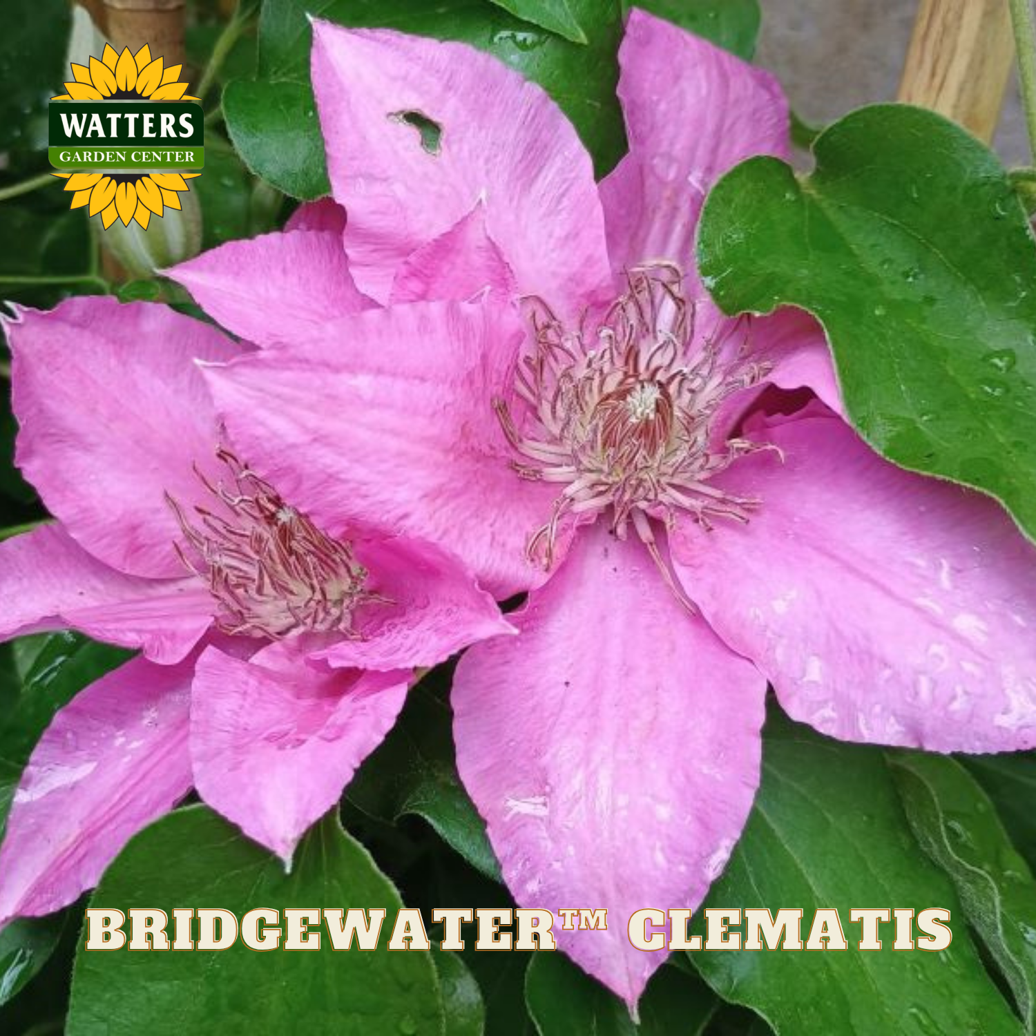 Pink clematis flower with green leaves and Watters Garden Center branding.