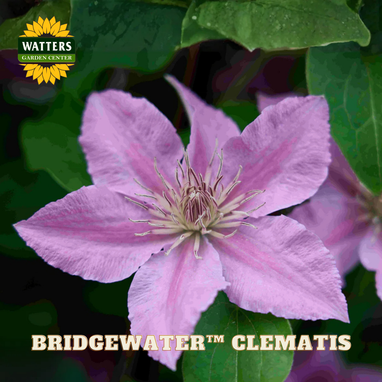Pink clematis flower with green leaves and Watters Garden Center logo.
