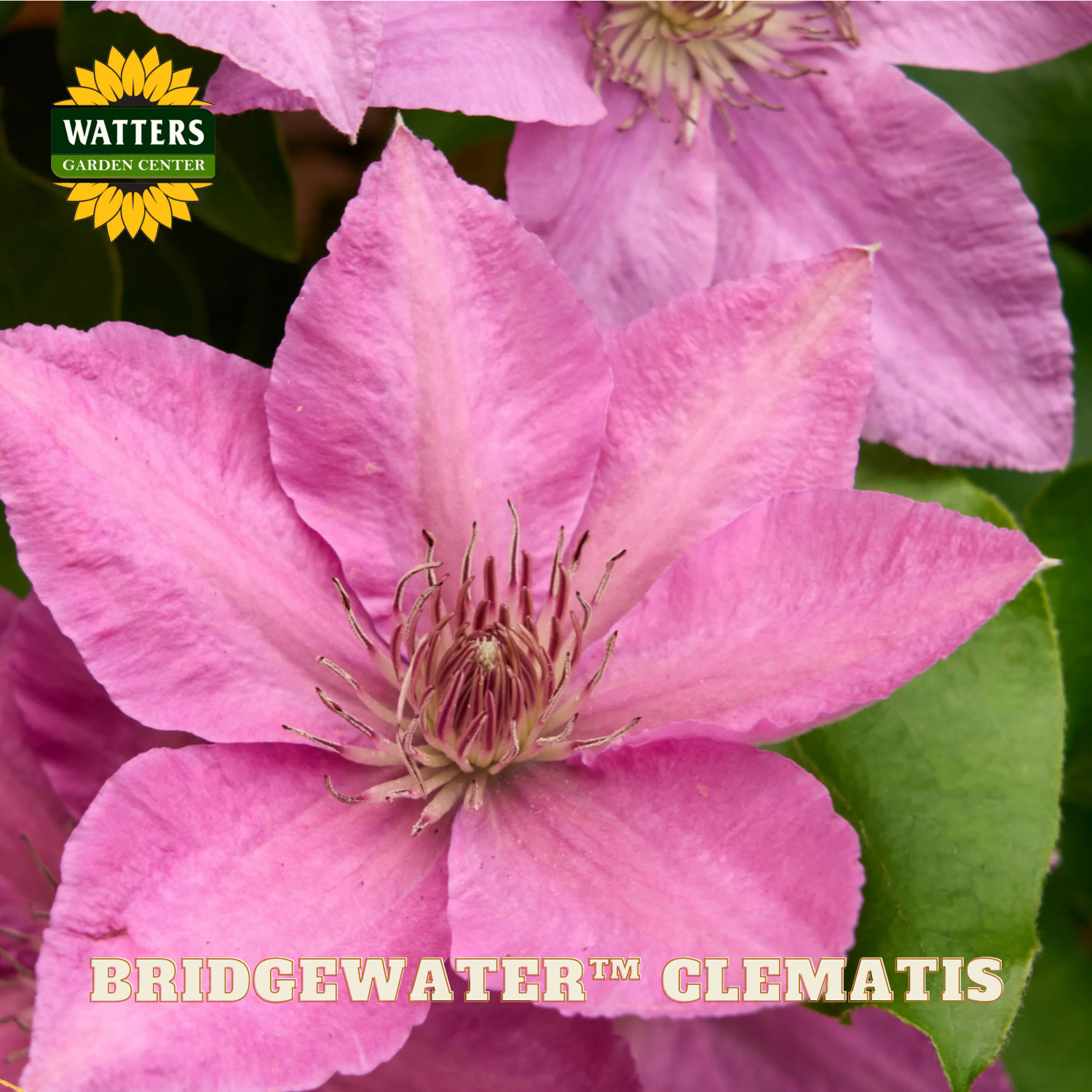 Close-up of pink clematis flowers with Watters Garden Center branding.