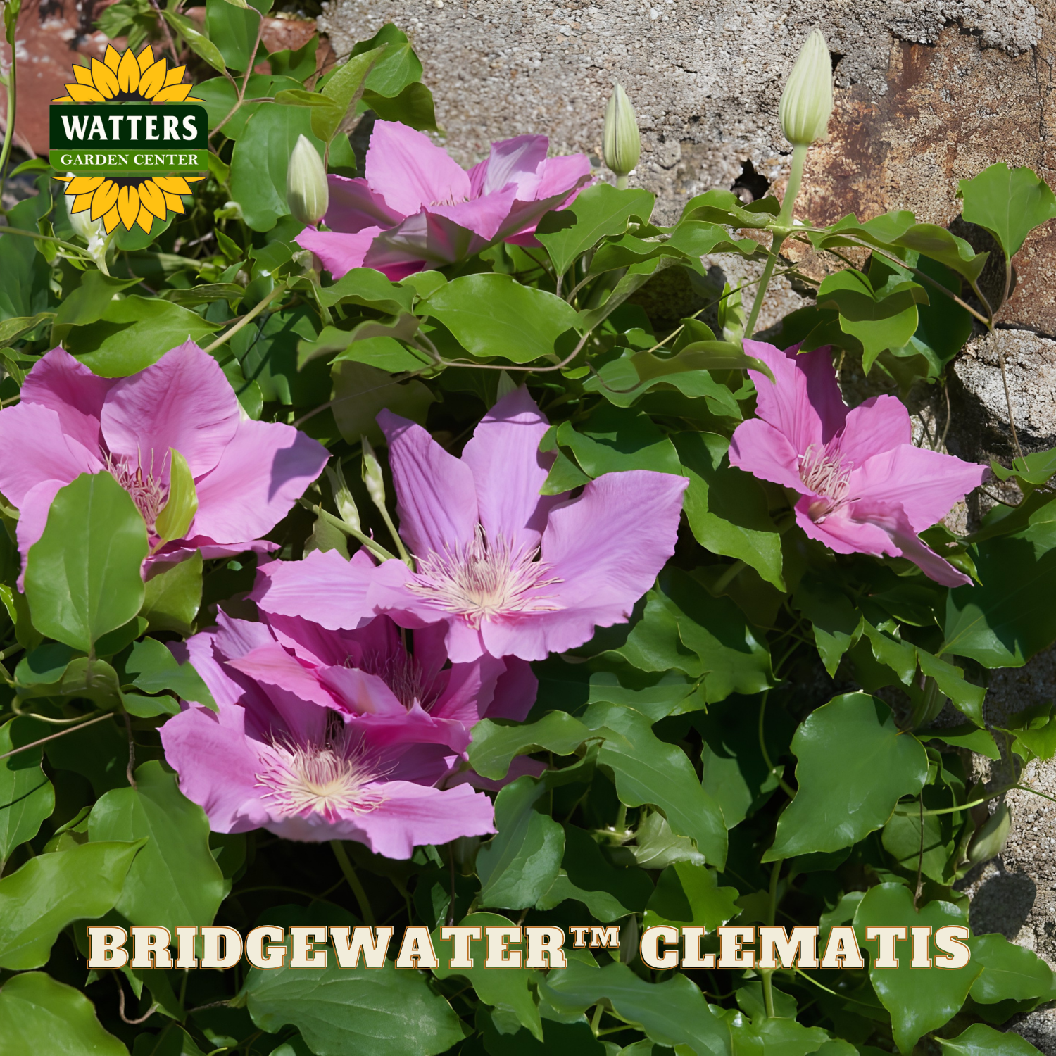 Pink clematis flowers with green leaves against a stone wall, featuring Watters Garden Center branding.