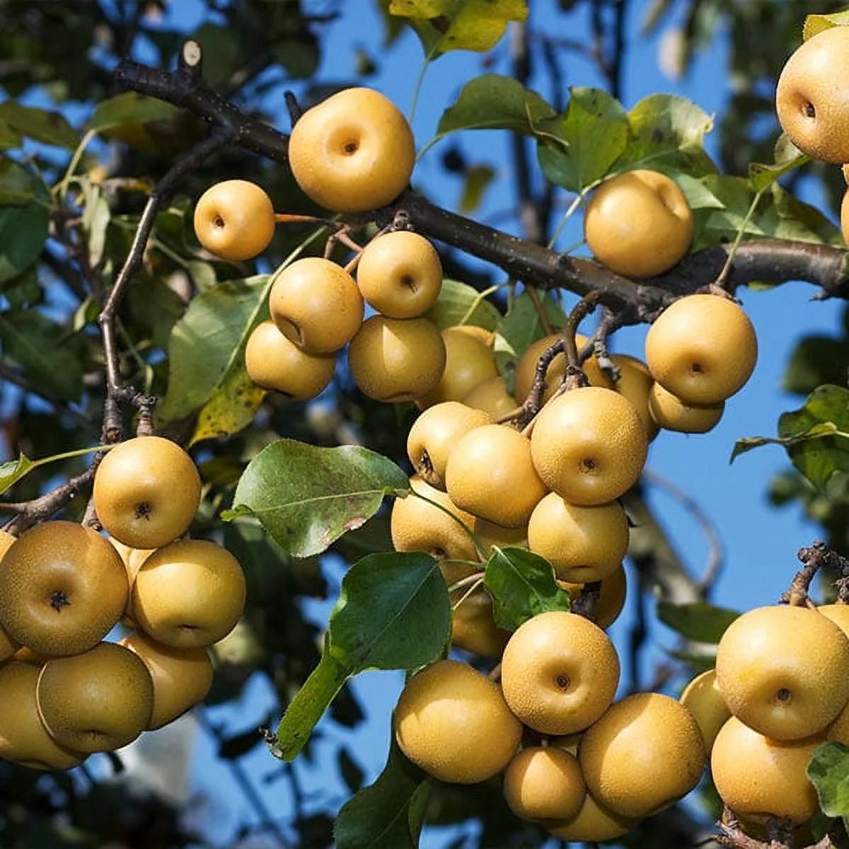 SHINSEIKI ASIAN PEAR 5gal