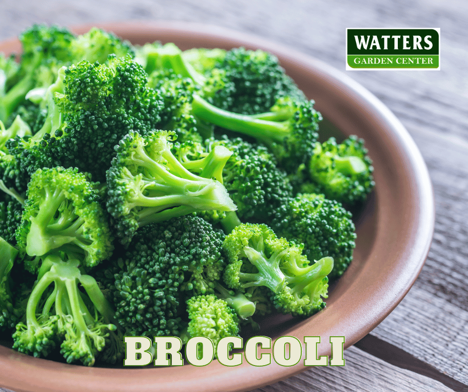 ASSORTED BROCCOLI 6pk
