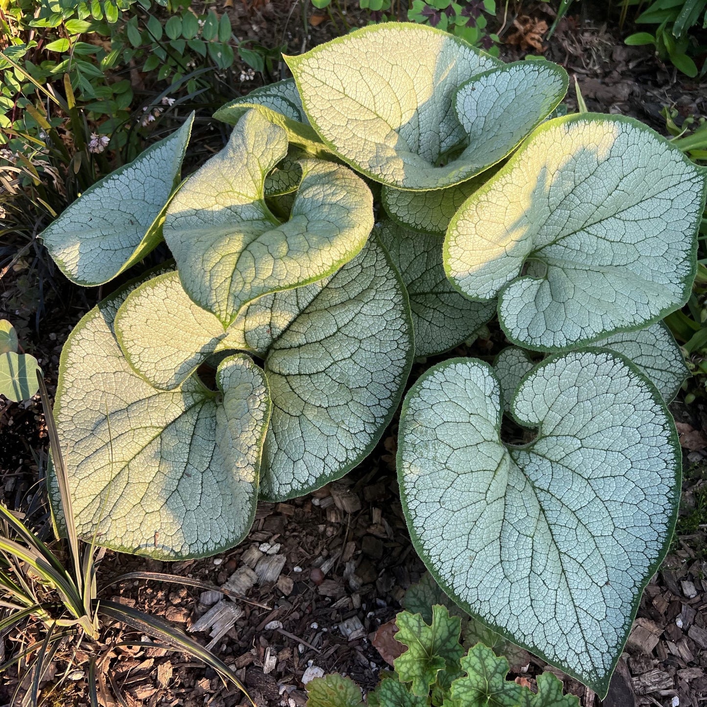 SILVER HEART BRUNNERA 1gal
