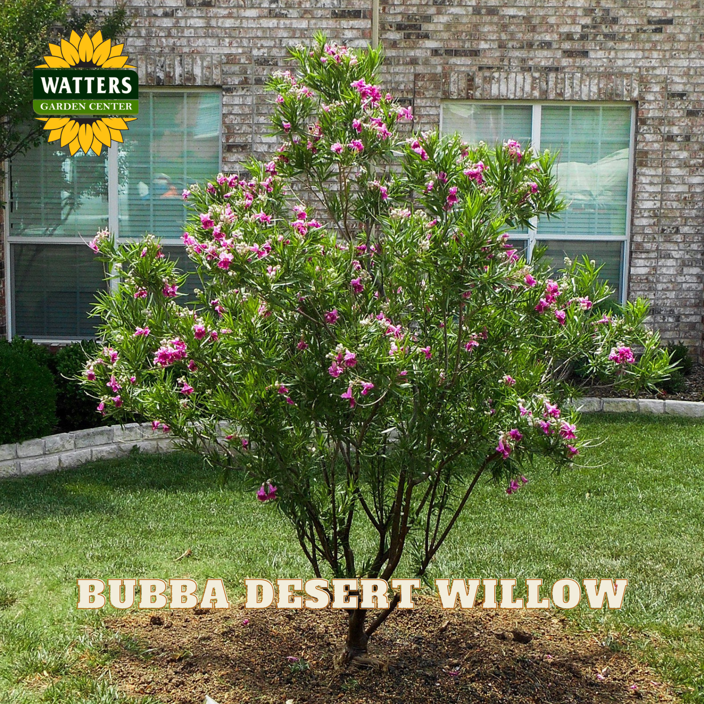 Bubba Desert Willow tree with pink flowers in front of a brick building, featuring Watters Garden Center logo.