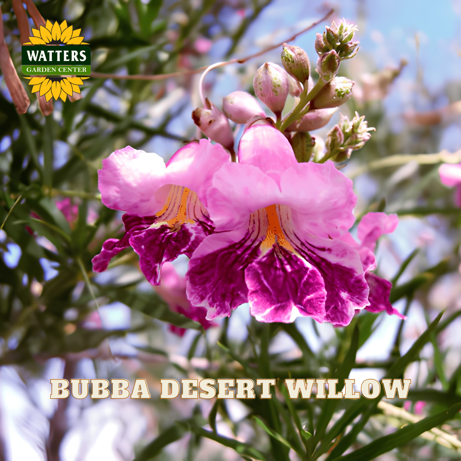 Pink flower with green leaves and Watters Garden Center logo in the corner.