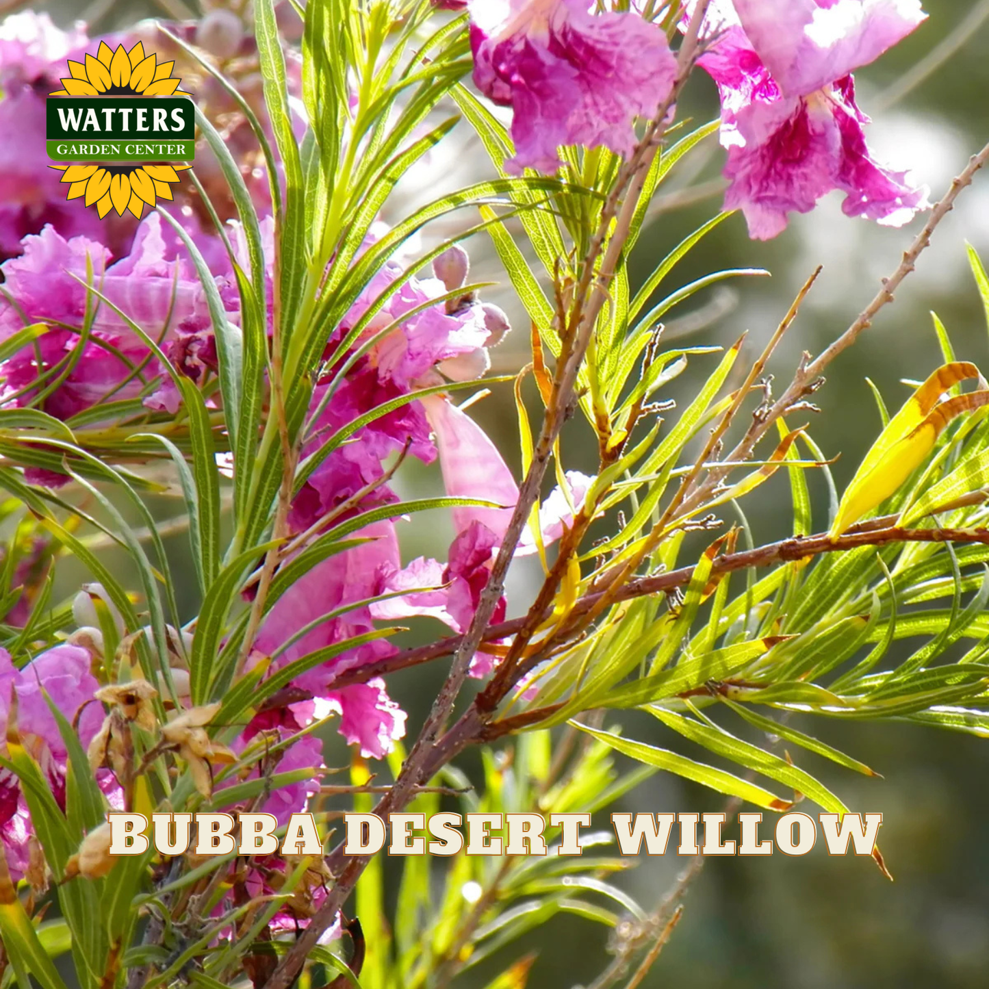 Close-up of pink flowers with green leaves and Watters Garden Center logo.