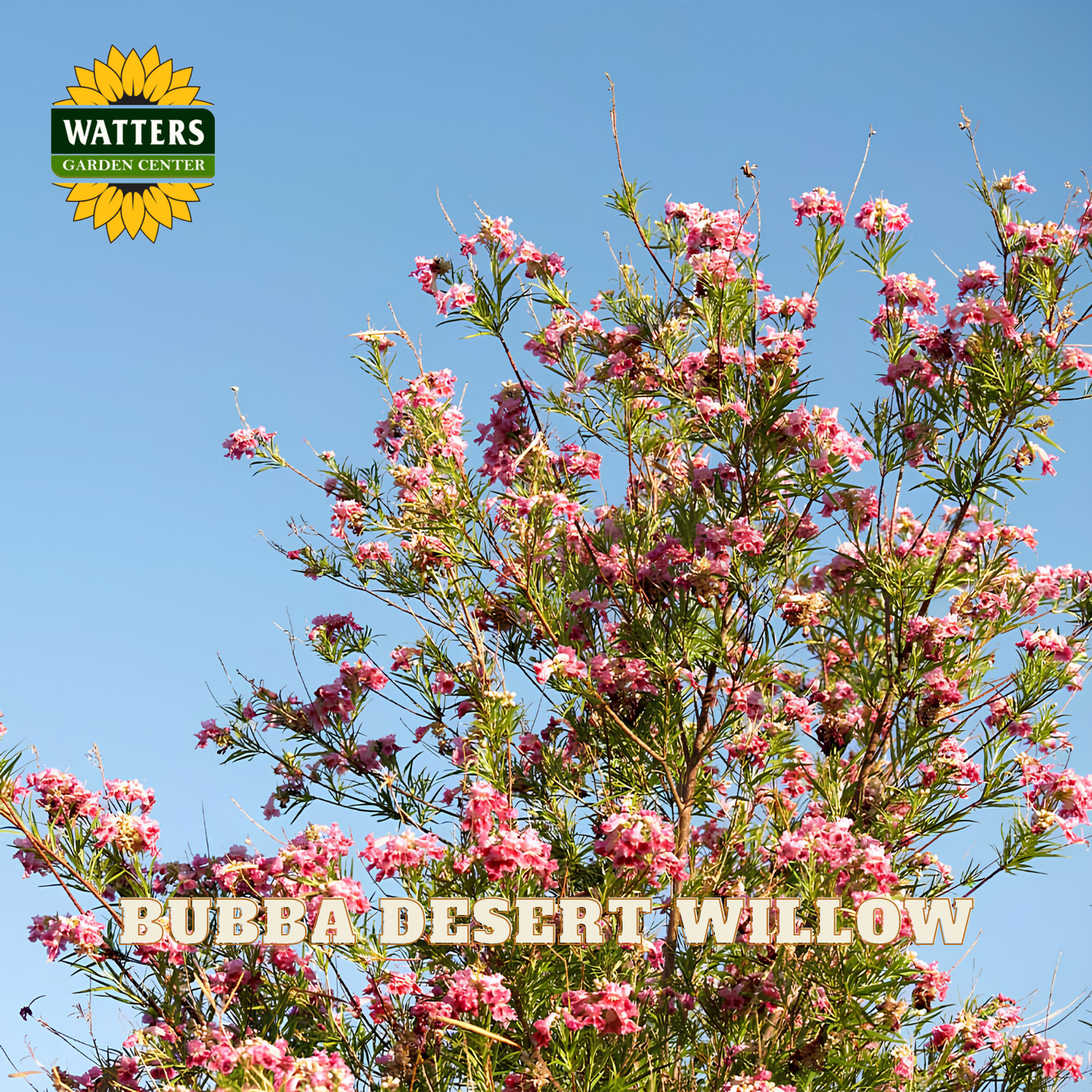 Bubba Desert Willow with pink flowers against a clear blue sky, featuring Watters Garden Center logo.