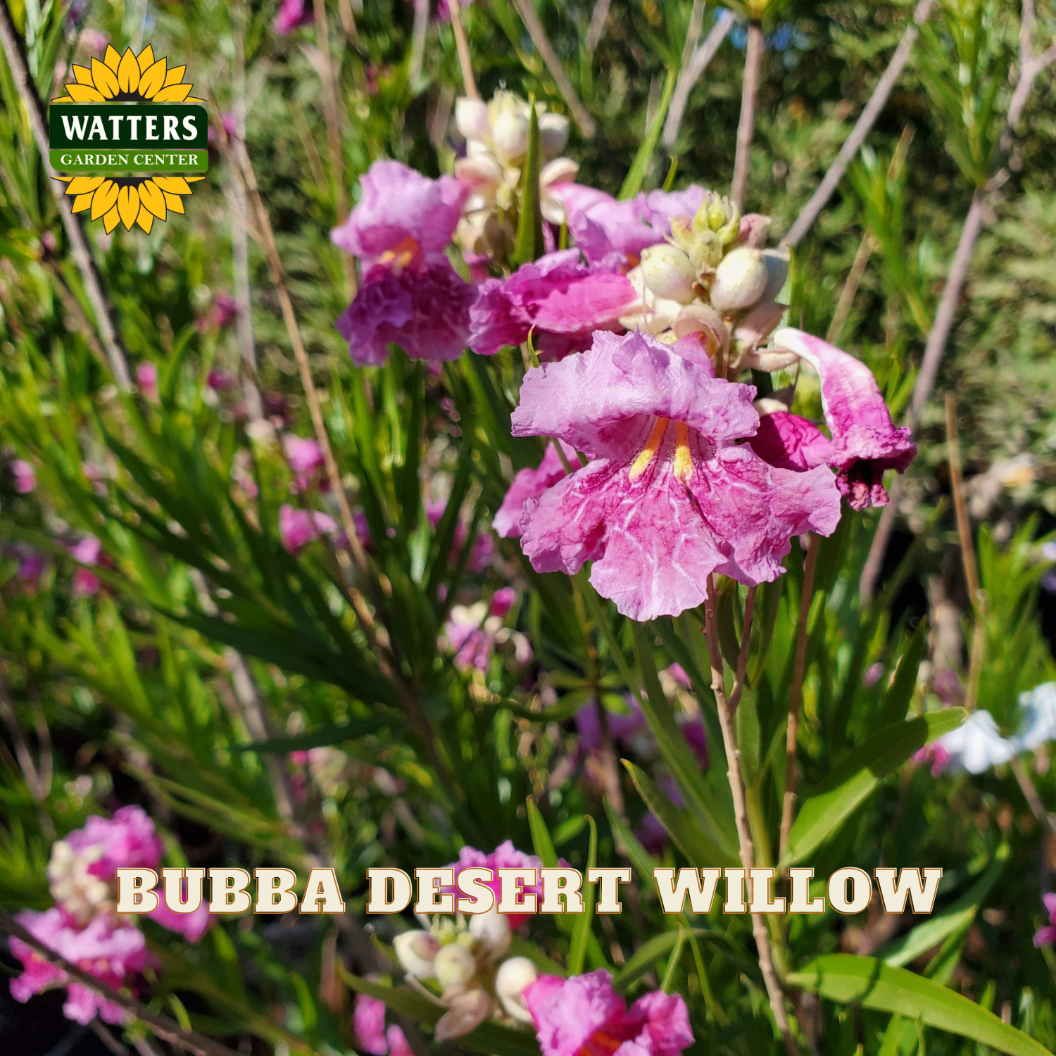Pink flowers with 'Watters Garden Center' logo and 'Bubba Desert Willow' text.