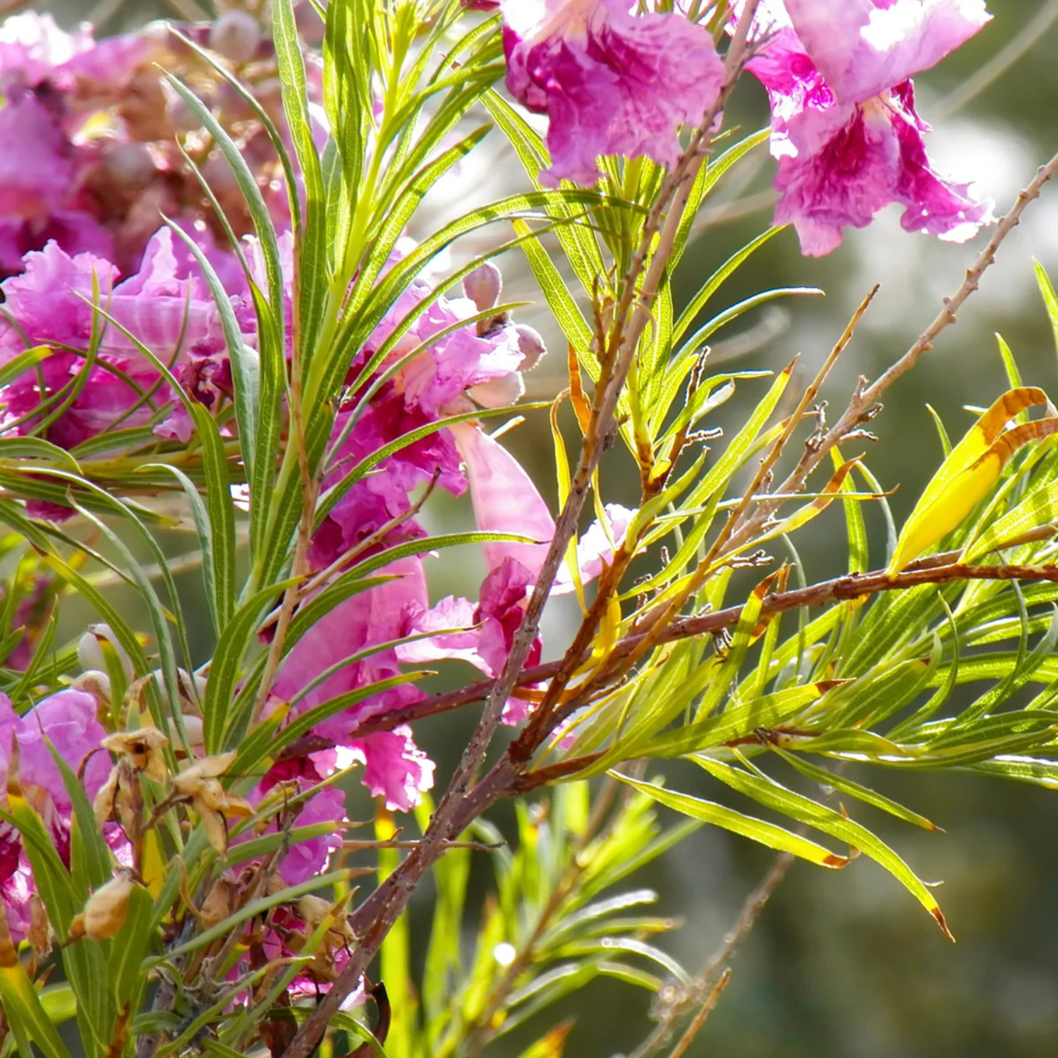 Close-up of pink flowers with green leaves on a blurred natural background