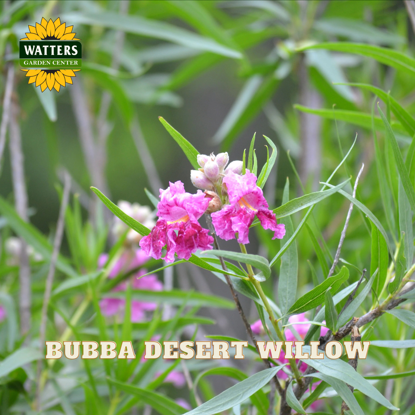 Pink flowers of Bubba Desert Willow with Watters Garden Center logo.