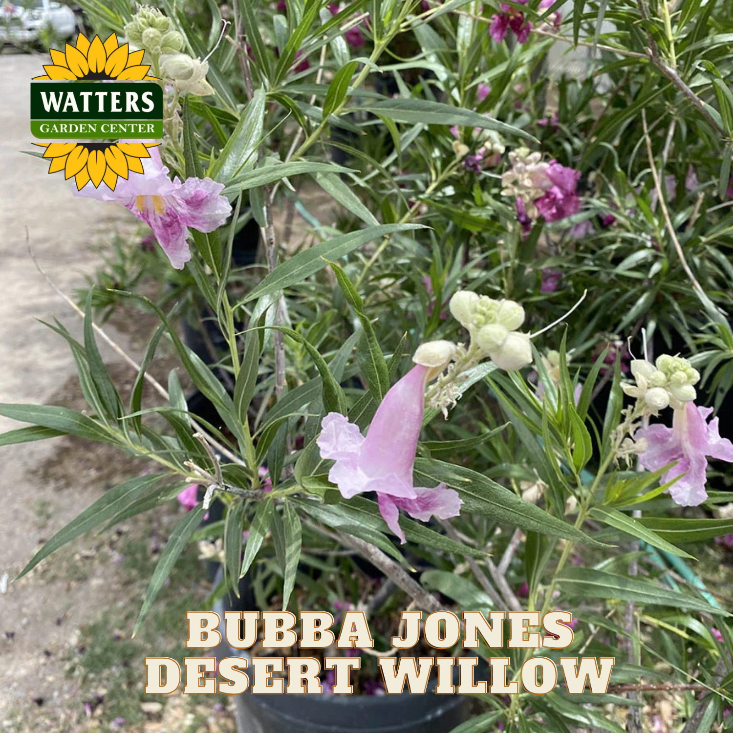 Bubba Jones Desert Willow plant with pink flowers and green leaves, branded with Watters Garden Center.