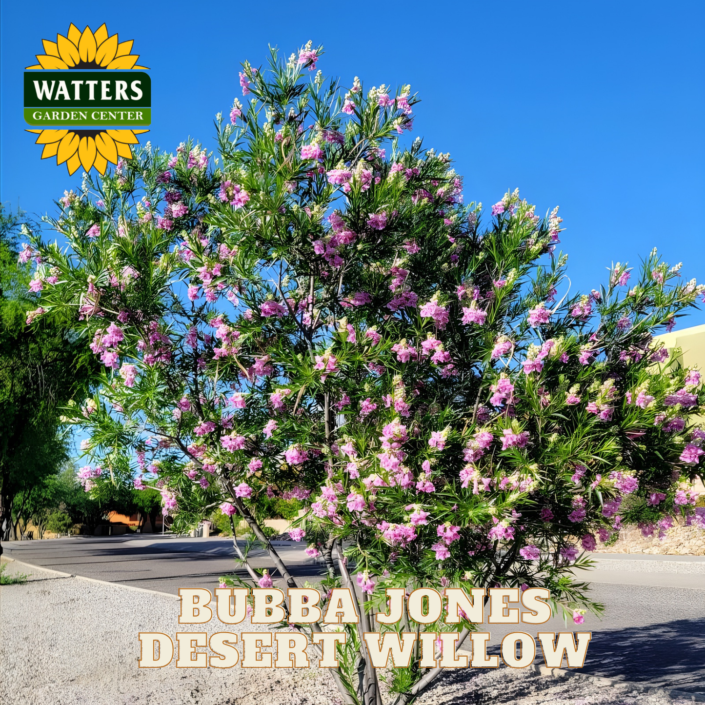 Bubba Jones Desert Willow tree with pink flowers against a blue sky, branded with Watters Garden Center.
