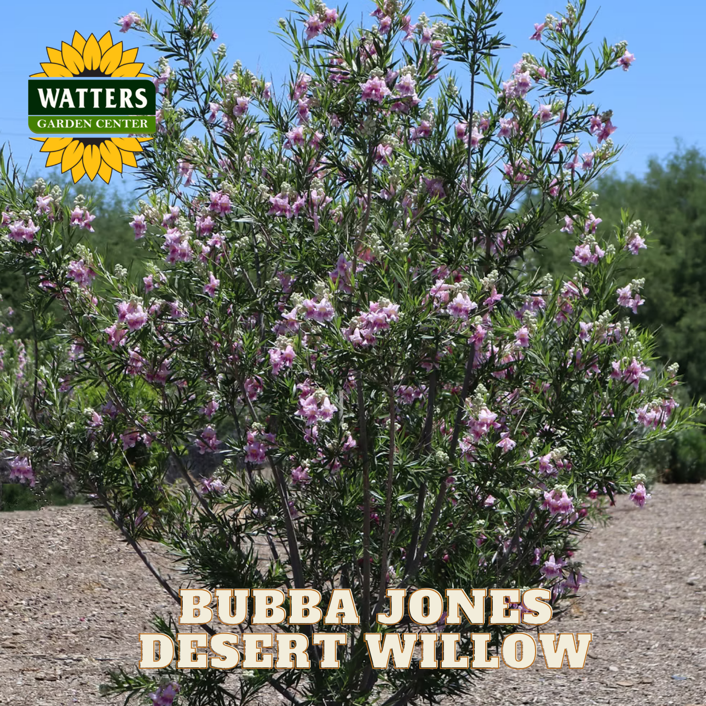 Bubba Jones Desert Willow plant with pink flowers against a blue sky, branded with Watters Garden Center.