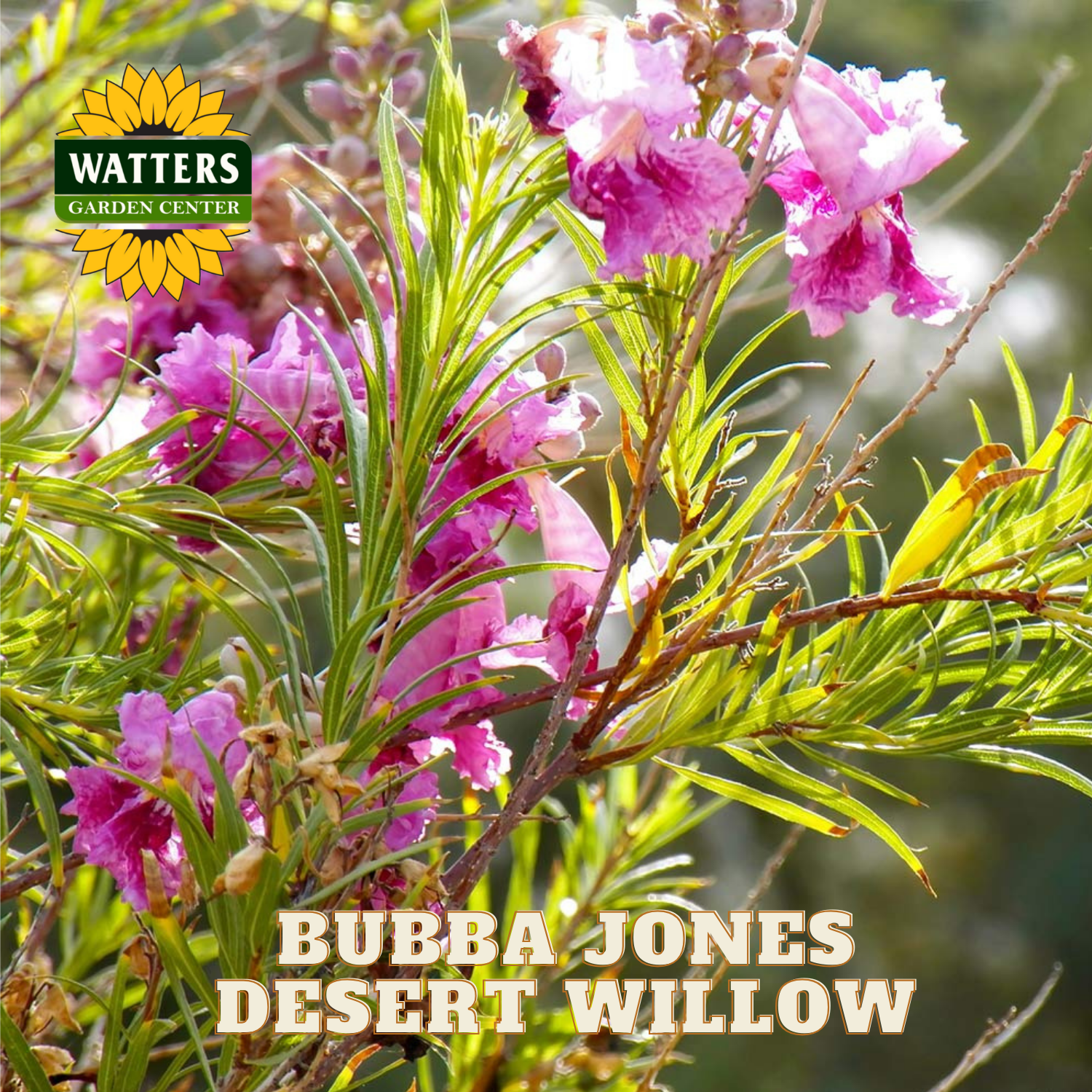 Bubba Jones Desert Willow with Watters Garden Center logo