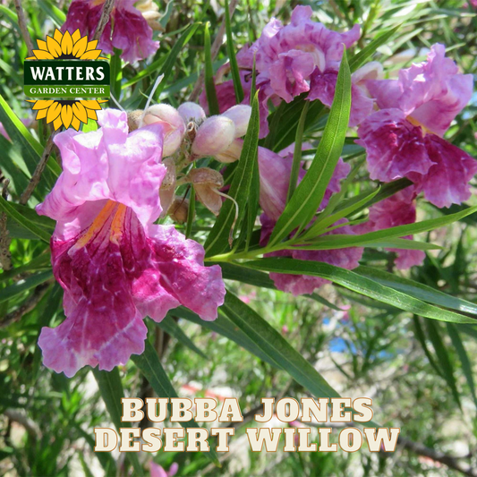Pink desert willow flowers with Watters Garden Center logo and 'Bubba Jones Desert Willow' text.