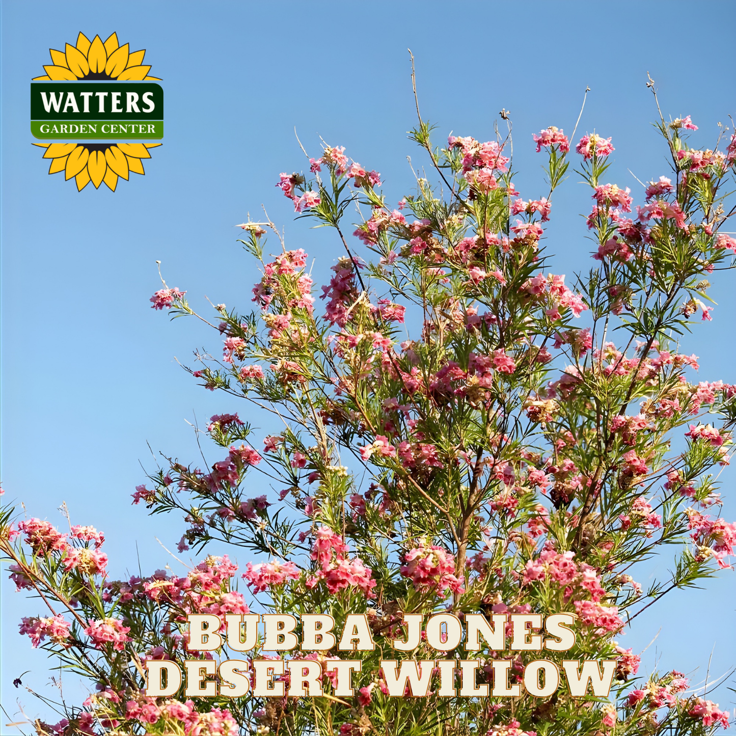 Flowering plant with 'Watters Garden Center' logo and 'Bubba Jones Desert Willow' text against a blue sky.