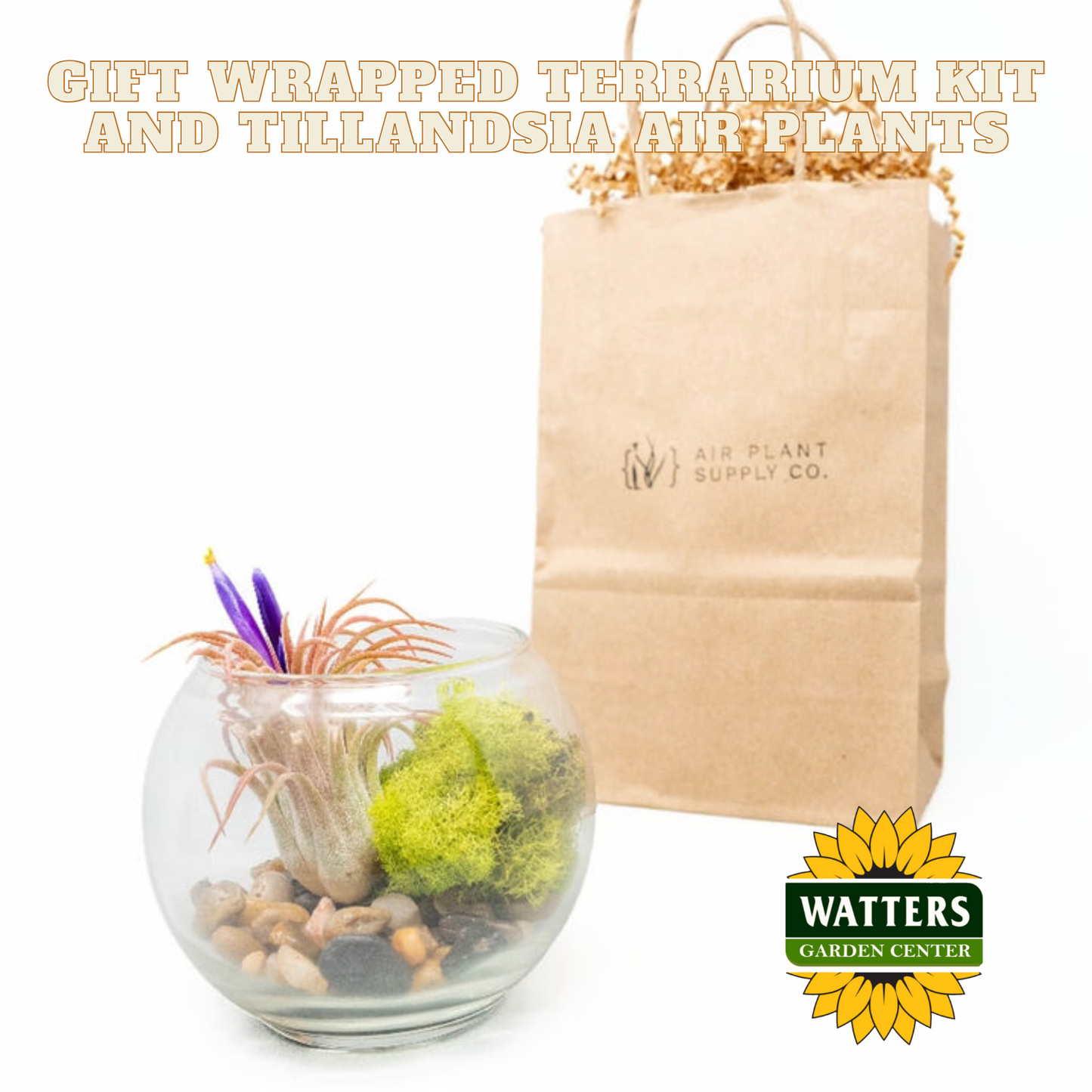 Gift Wrapped Terrarium Kit and Tillandsia Air Plants