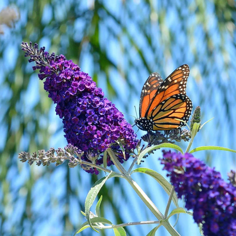 BLACK KNIGHT BUTTERFLY BUSH 3/5gal