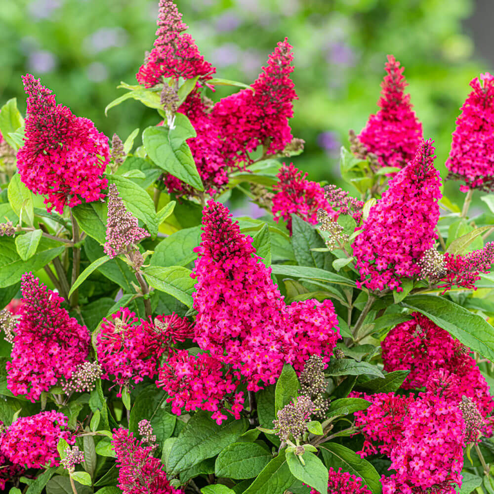 HOT RASPBERRY BUTTERFLY BUSH 3gal