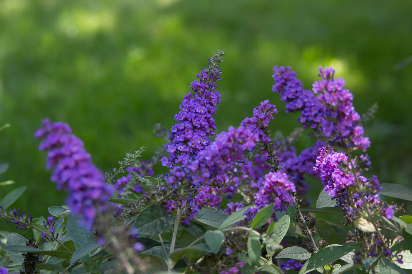 LO & BEHOLD BUTTERFLY BUSH BLUE CHIP 2gal