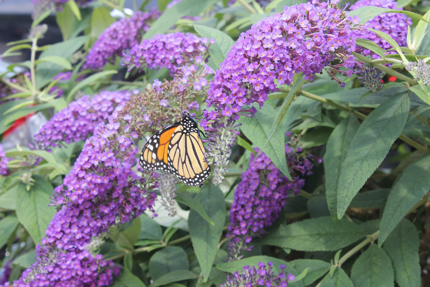 LO & BEHOLD BUTTERFLY BUSH PURPLE HAZE 2gal