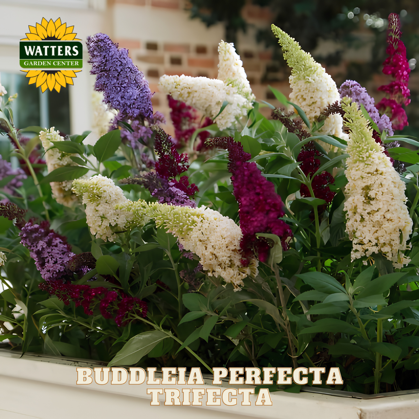 Buddleia flowers in a container with Watters Garden Center branding.