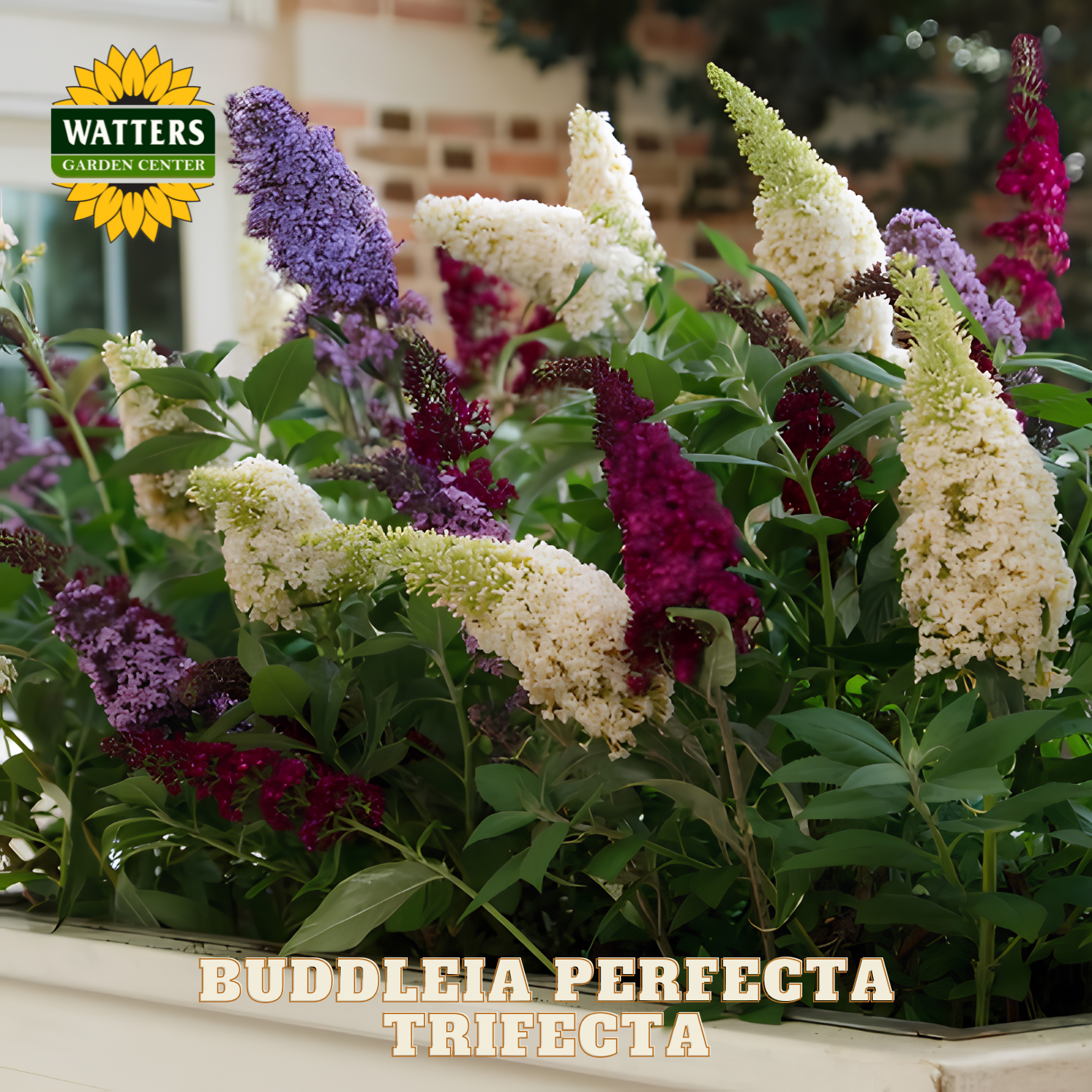 Buddleia flowers in a container with Watters Garden Center branding.