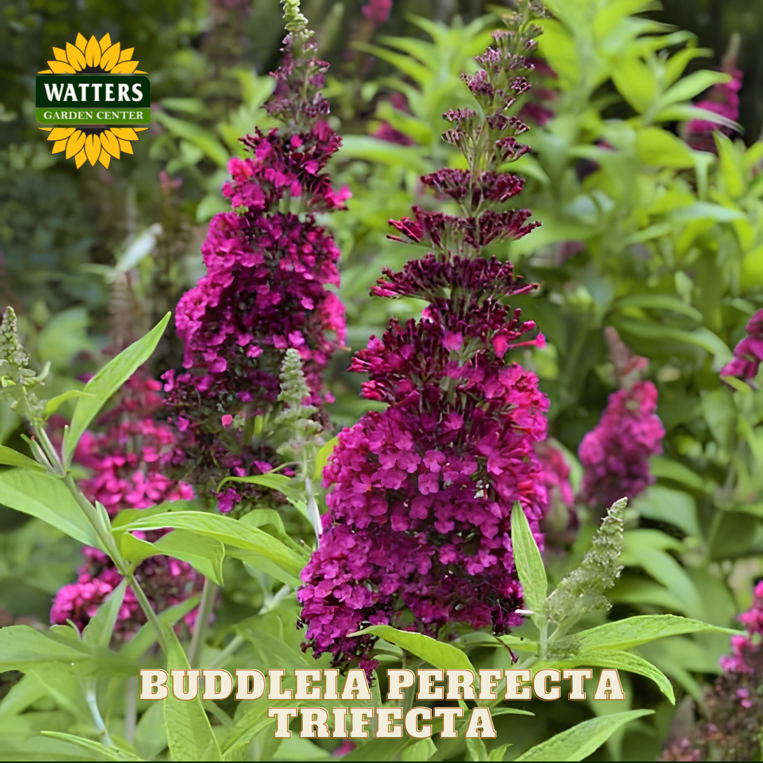 Buddleia Perfecta Trifecta flowers with Watters Garden Center logo.