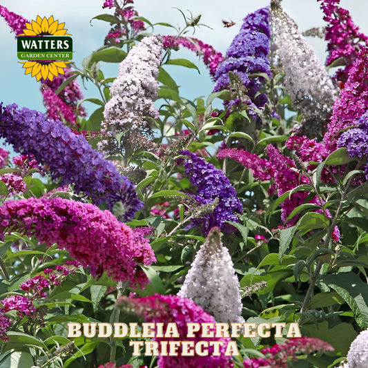 Buddleia flowers in purple, pink, and white with Watters Garden Center logo.