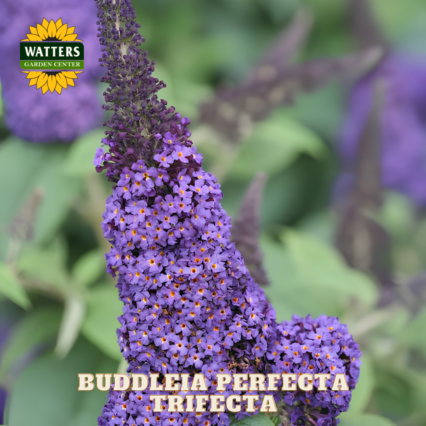 Purple butterfly bush with Watters Garden Center logo and 'Buddleia Perefecta Trifecta' text.