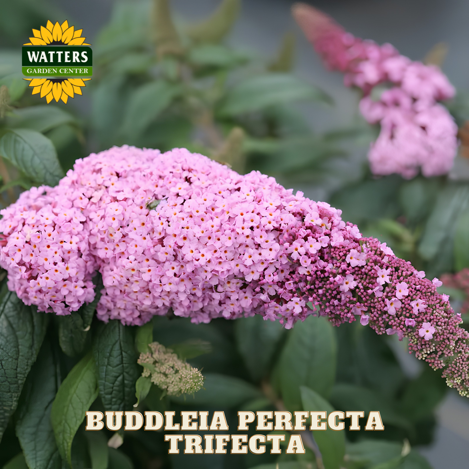 Pink butterfly bush with green leaves and Watters Garden Center logo.