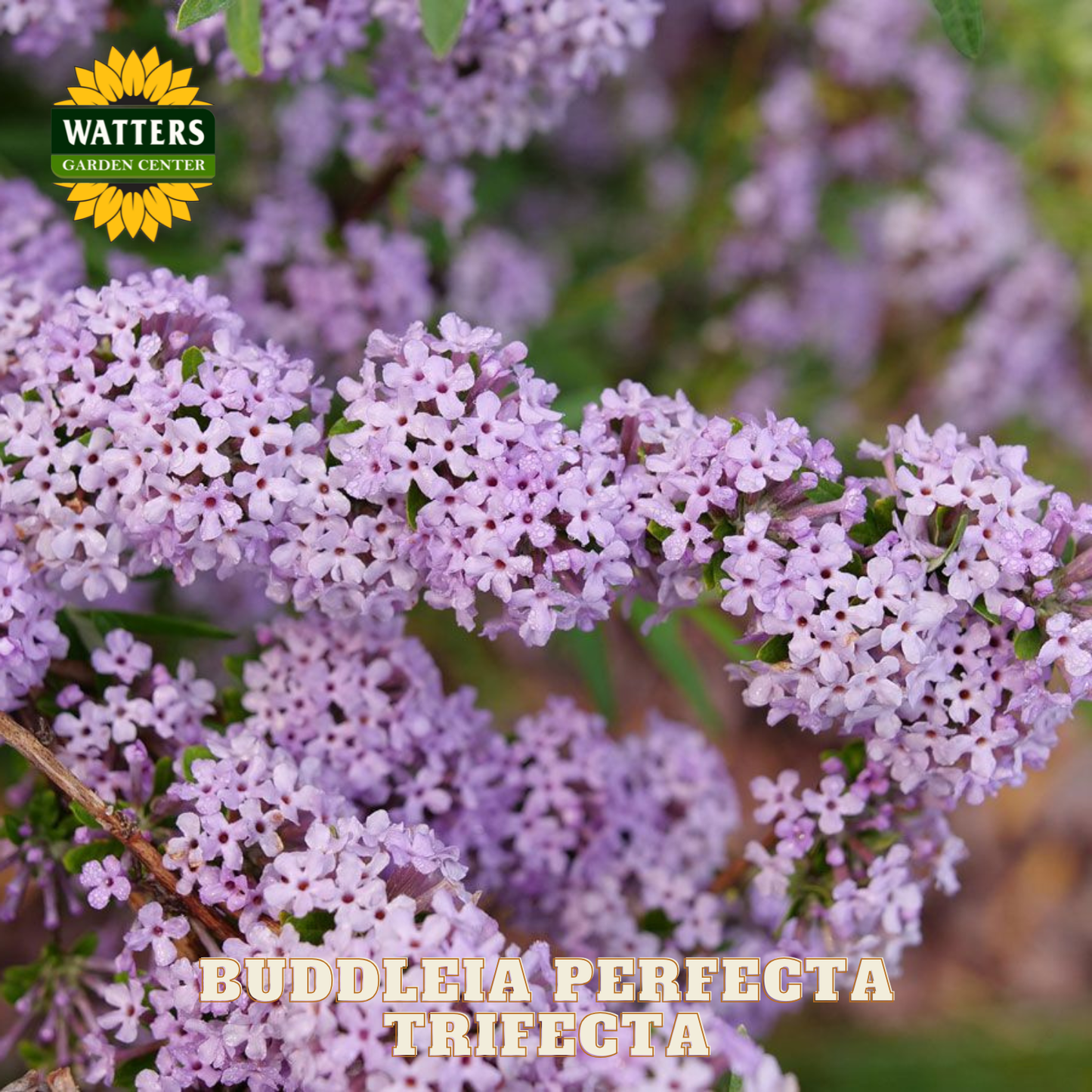 Buddleia Perfecta Trifecta flowers with Watters Garden Center logo.